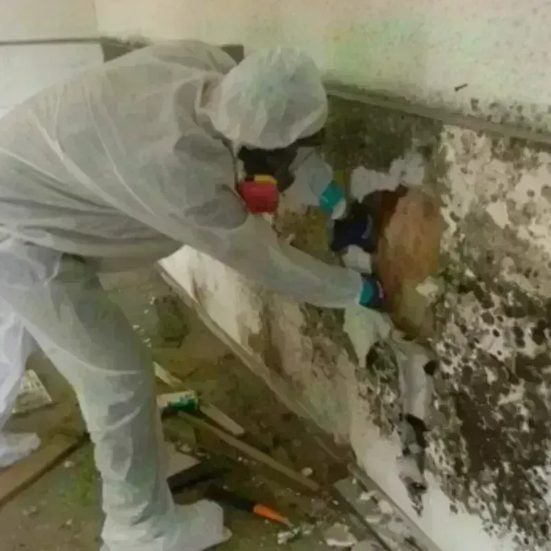 Mold Remediation and Removal in Bellevue, PA